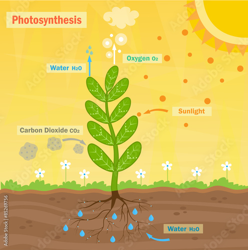 Photosynthesis - Colorful illustration of the photosynthesis process. Eps10