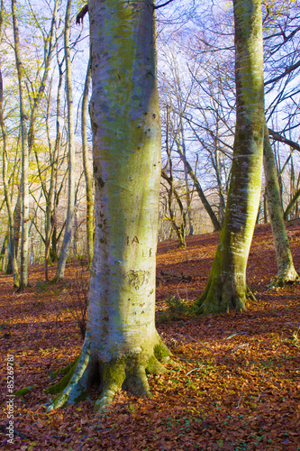 bosco di faggi photo