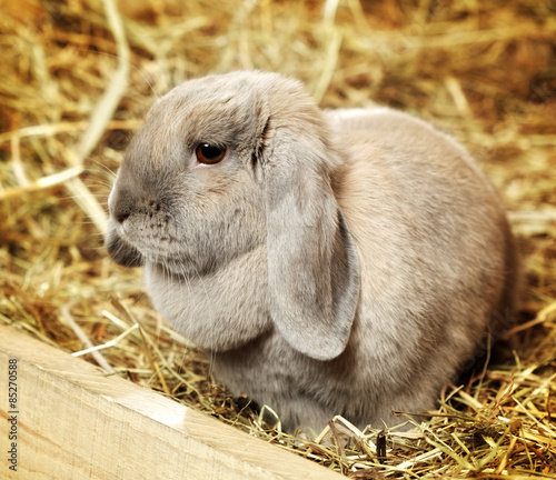 Lop-earred Rabbit photo