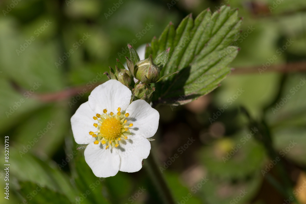 Obraz premium blüte wilde erdbeere