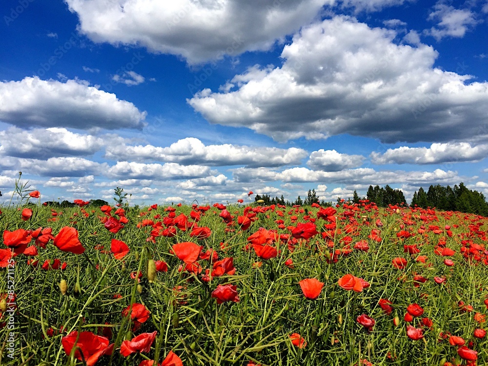 Poppy field under a beautiful sky..