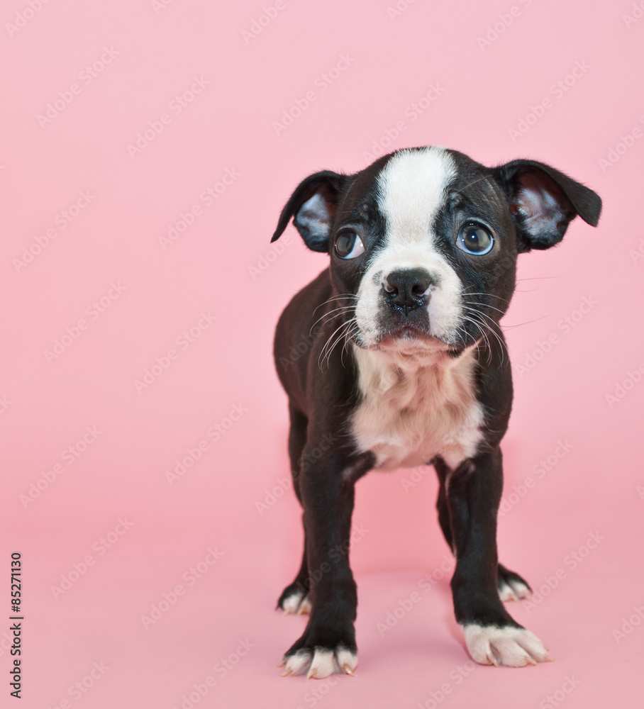 Boston Terrier Puppy Boston Terrier Puppy