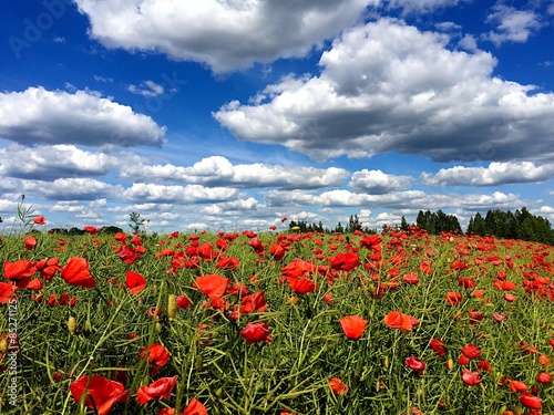 Poppy field under a beautiful sky..