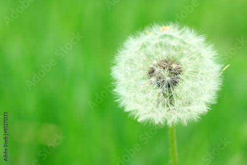 Dandelions Outdoors