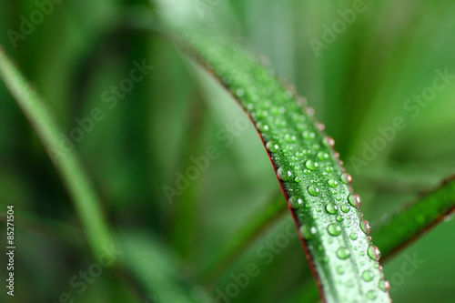 A drop of dew on a green leaf