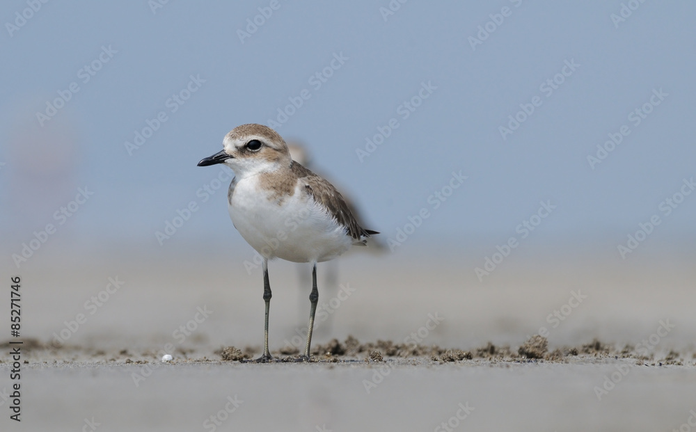 Greater Sandplover on ocean beach in Goa, India Greater Sandplover on ocean beach in Goa, India