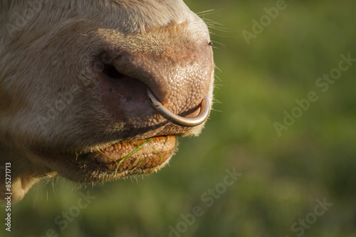 Bild auf Leinwand bull mouth with nose ring