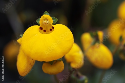 Pantoffelblume / Integrifolia photo