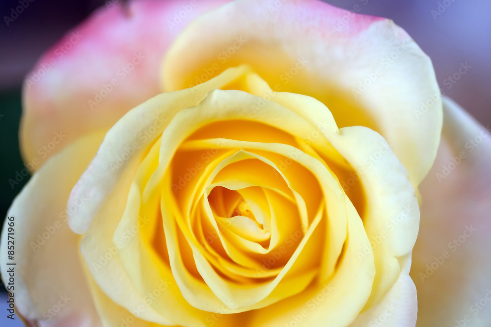 Macro rose Macro rose