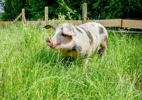 Buntes-Bentheimer Schwein in einer umzäunten Sommerweide