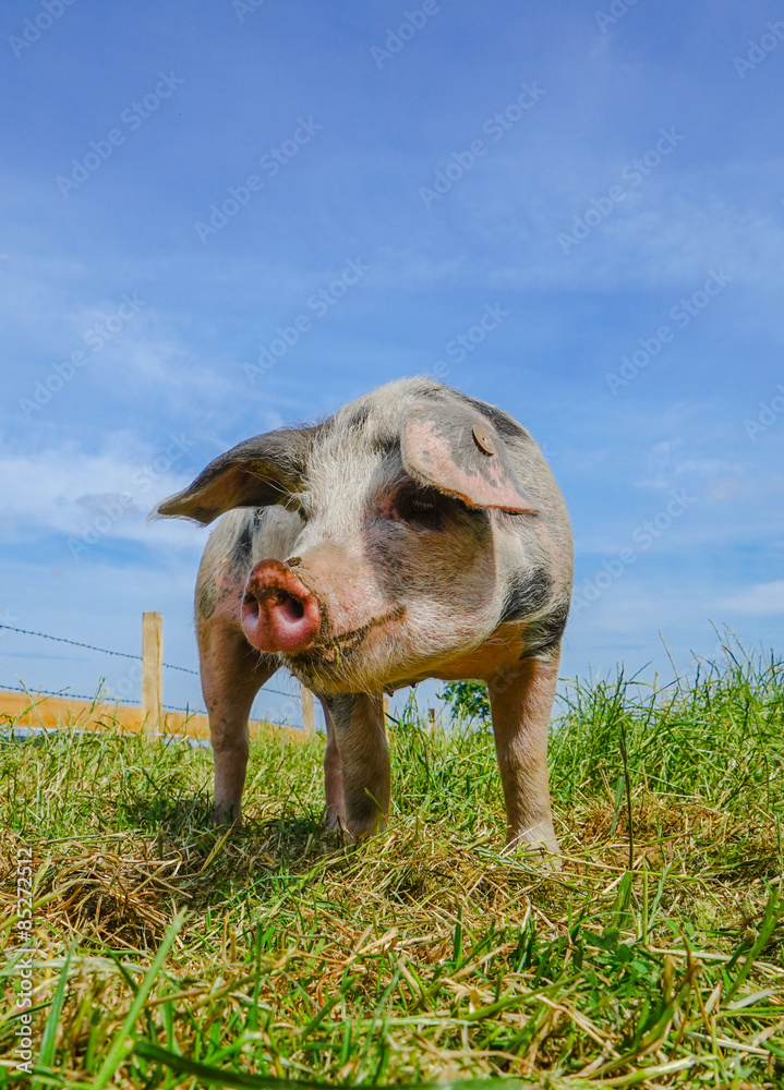 Obraz premium Freilandhaltung - Schwein auf eingezäunter Weide, Froschperspektive