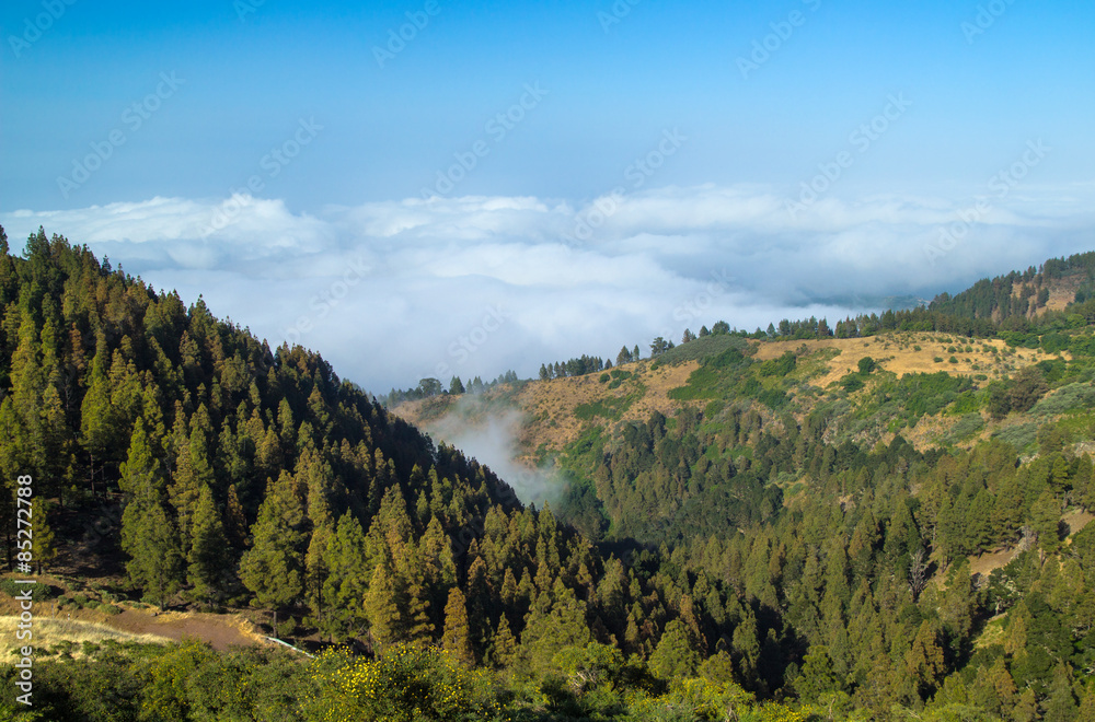 Inland Gran Canaria, view over the tree tops towards clud cover