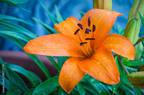 Tiger Lily photo