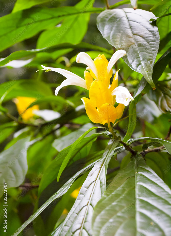 Obraz premium Golden Shrimp Plant.