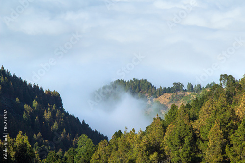 Inland Gran Canaria, view over the tree tops towards cloud cover