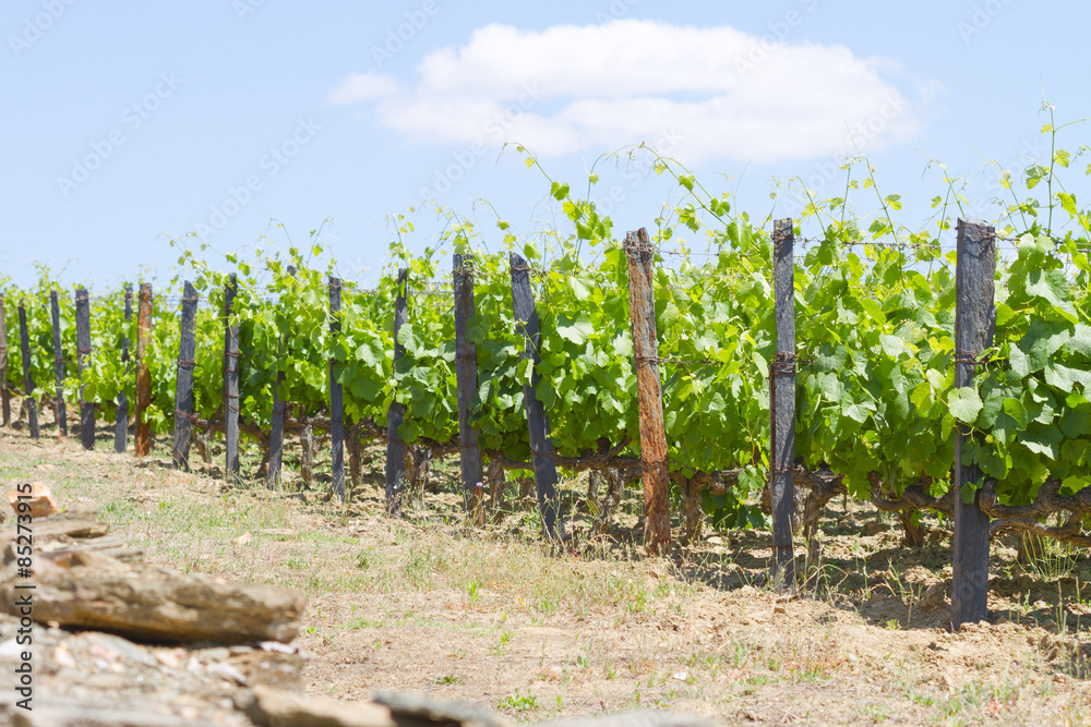 vines vines