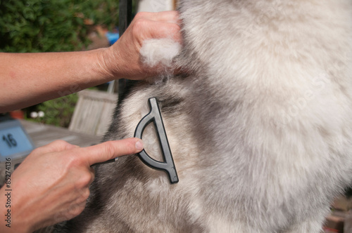 Fellpflege am Siberian Husky