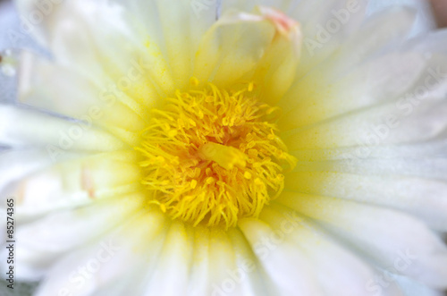 cactus flower