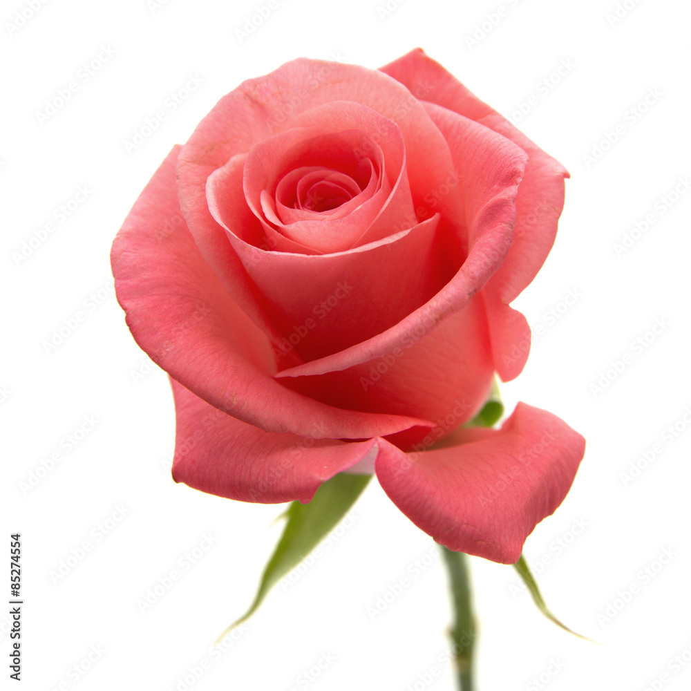 Obraz premium gentle pink rose