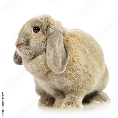 Lop-earred Rabbit