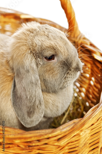 Lop-earred Rabbit photo