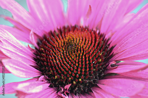 Echinacea  commonly known as coneflower