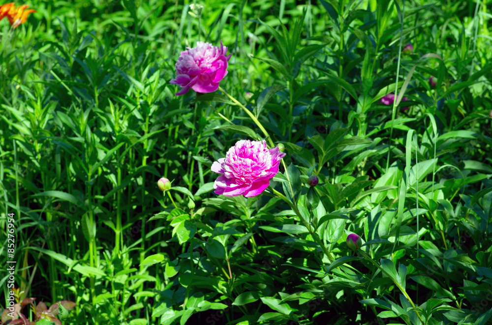 A pink peony in the blurred background of the green flowerbed. A pink peony in the blurred background of the green flowerbed.