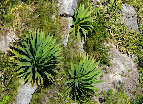 Tropical plants growing on cliffs in Cuba