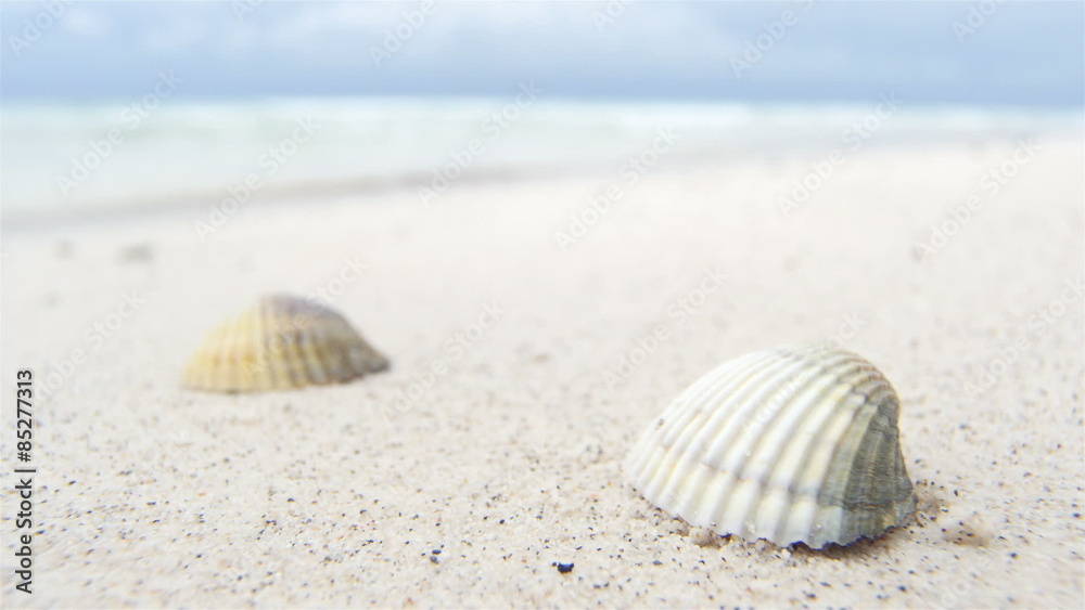 Shells on white beach sand by the sea