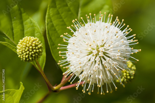Flower or Cephalanthus occidentalis, known also as Button bush. photo