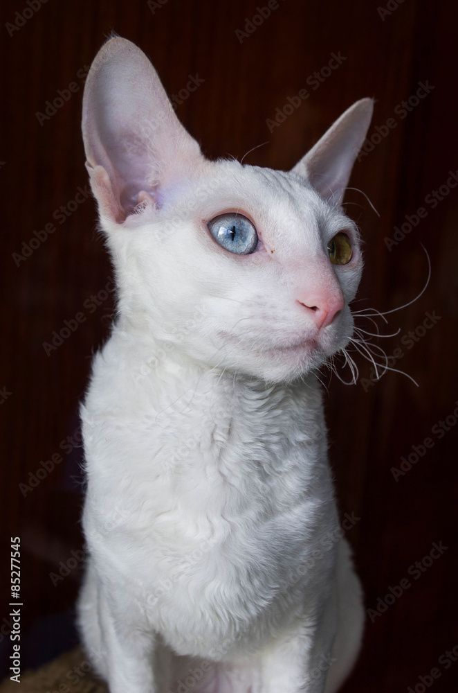 White Cornish Rex Cat on Brown Background White Cornish Rex Cat on Brown Background