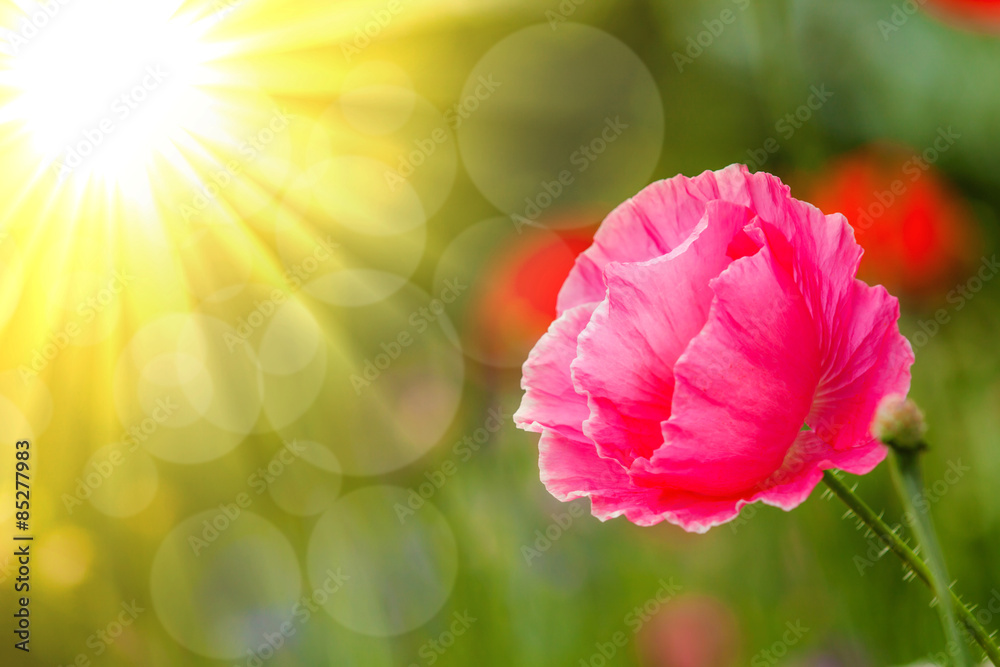 Obraz premium Pink Poppy