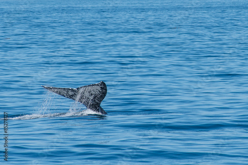 cola de ballena whale tail 1 © Eliud