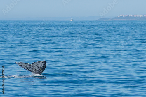 cola de ballenacola de ballena whale tail 2