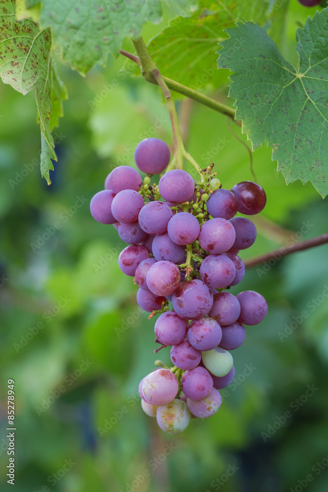 custom made wallpaper toronto digitalBunch of grapes with green vine leaves in basket on wooden table