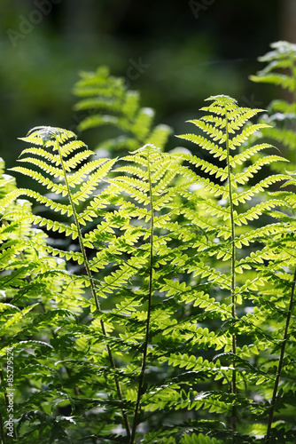 Fern leaf in backlight in f...