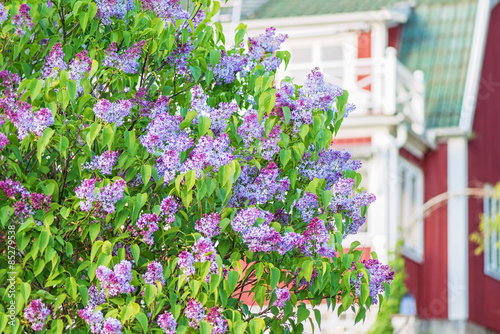 Flowering spring lilac (syr...
