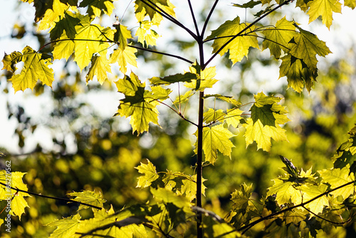 Green maple leaves on the background of spring foliage backlit w