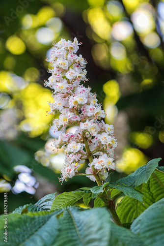 Spring blossoming chestnut ...