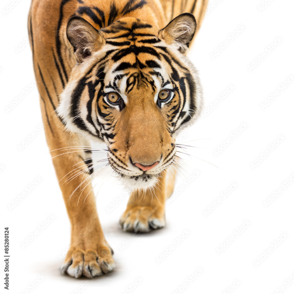 Stalking siberian tiger