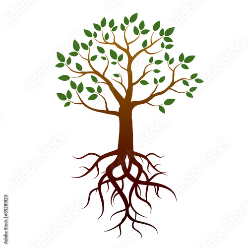 Vector tree, green leafs and roots