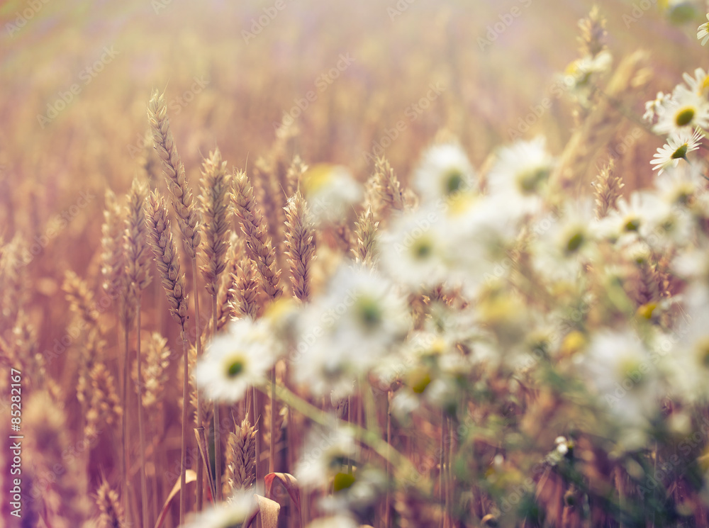 Wheat field and daisy flower