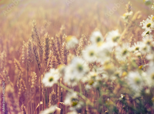 Wheat field and daisy flower