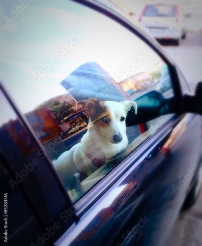 Cane chiuso nell'auto photo