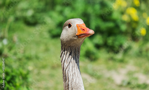 close up of a greylag goose head and neck