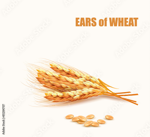 Ears of wheat. Vector illustration.