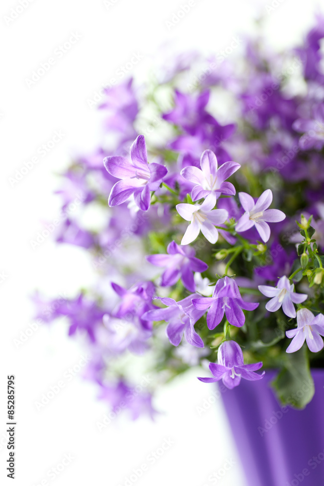 Purple Spring Flowers - Campanula in a pot. 