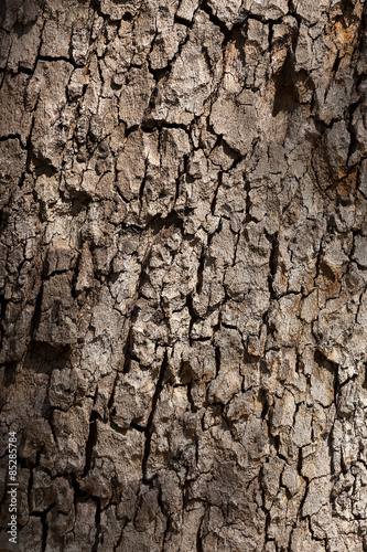 tree trunk