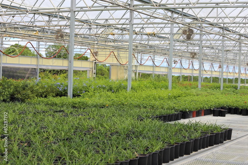 A Plant nursery growing different types of plants like plumbago, lantana, salvia, and annuals. 