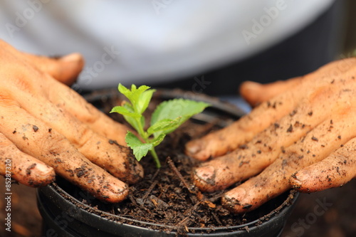 A close up view of someone planting a lantana into a pot. 